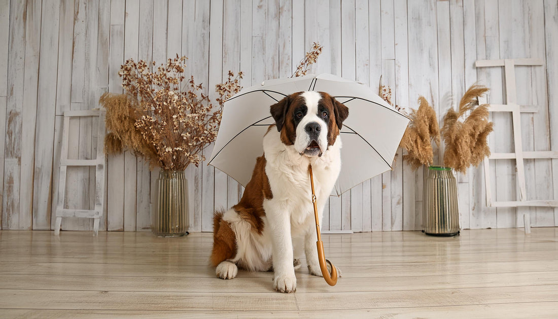 "Rainy Weather Woes: Key Dog Concerns"