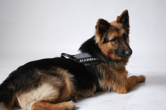 ThunderFit Dog Harness